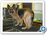 germanShep